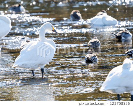 Graceful and beautiful swans wintering on the Arakawa River in the Tokyo metropolitan area Graceful and beautiful swans wintering on the Arakawa River in the Tokyo metropolitan area 123708536