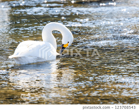 Graceful and beautiful swans wintering on the Arakawa River in the Tokyo metropolitan area Graceful and beautiful swans wintering on the Arakawa River in the Tokyo metropolitan area 123708543