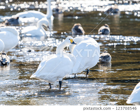 Graceful and beautiful swans wintering on the Arakawa River in the Tokyo metropolitan area 123708546