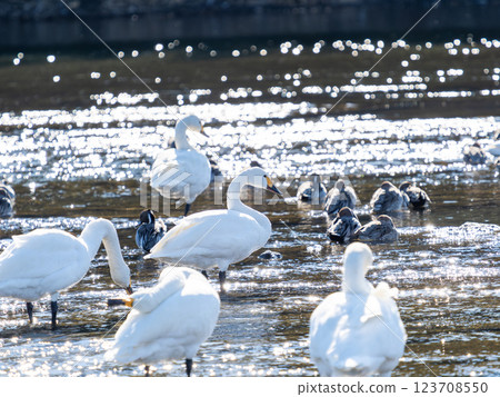 Graceful and beautiful swans wintering on the Arakawa River in the Tokyo metropolitan area Graceful and beautiful swans wintering on the Arakawa River in the Tokyo metropolitan area 123708550