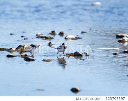 A cute Japanese Wagtail searching for food on the surface of the Arakawa River in the Tokyo metropolitan area 123708597