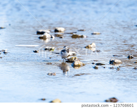 一隻可愛的日本鶺鴒在東京都內的荒川河面上尋找食物 123708601