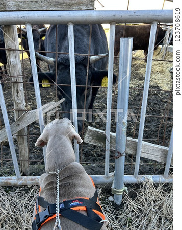 A dog and a cow meet 123708619