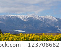 A rapeseed flower field overlooking Mount Hiei 123708682