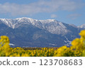 A rapeseed flower field overlooking Mount Hiei 123708683