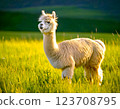 Cute alpaca walking in the grassland 123708795