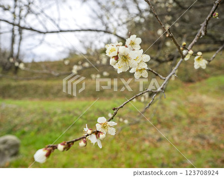 隨處可見的梅花 隨處可見的梅花 123708924