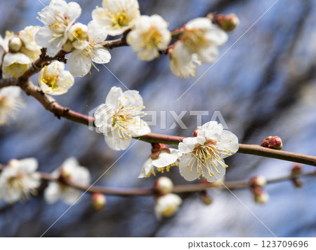 Beautiful white plum blossoms starting to bloom in winter [Shirakaga] 123709696