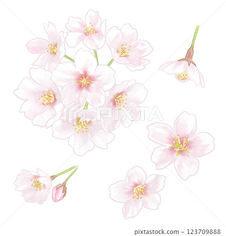 Cherry blossom illustration 123709888