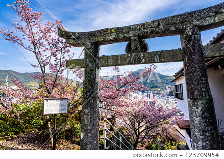 Winter cherry blossoms (New Year's cherry blossoms) at Nishiyama Shrine [Nagasaki City] 123709954