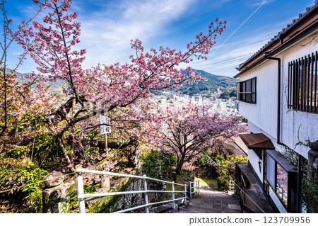 西山神社的冬櫻（新年櫻花）[長崎市] 123709956