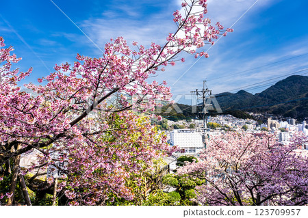 西山神社的冬櫻（新年櫻花）[長崎市] 123709957
