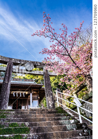 Winter cherry blossoms (New Year's cherry blossoms) at Nishiyama Shrine [Nagasaki City] 123709960