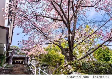 西山神社的冬櫻（新年櫻花）[長崎市] 123709967