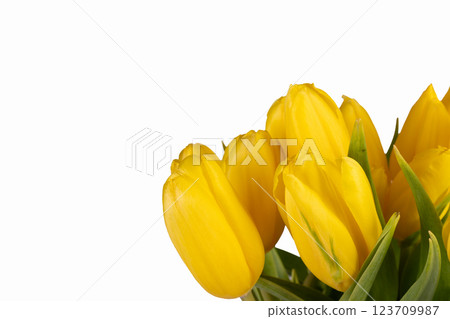 Minimalistic card with yellow tulips on white background. Minimalistic card with yellow tulips on white background. 123709987