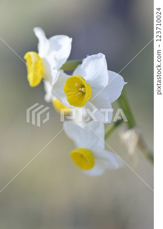 Daffodil flowers Daffodil flowers 123710024