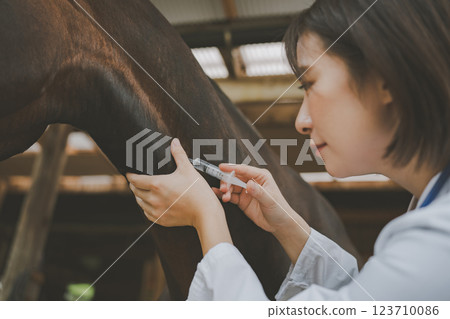 horse, injecting, injection 123710086