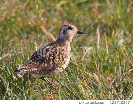 A golden plover stopping off at the Arakawa riverbed during its migration 123710267