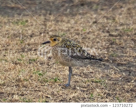 A golden plover stopping off at the Arakawa riverbed during its migration A golden plover stopping off at the Arakawa riverbed during its migration 123710272