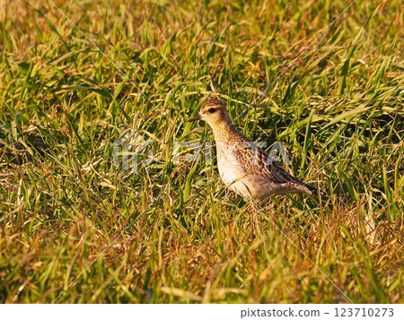 A golden plover stopping off at the Arakawa riverbed during its migration 123710273