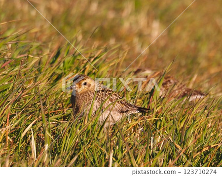A golden plover stopping off at the Arakawa riverbed during its migration A golden plover stopping off at the Arakawa riverbed during its migration 123710274