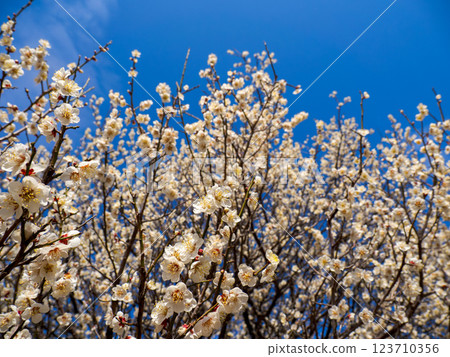 Beautiful white plum blossoms starting to bloom in winter [Hamachidori] 123710356
