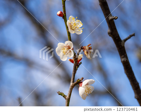 Beautiful white plums starting to bloom in winter [Nanko] 123710461