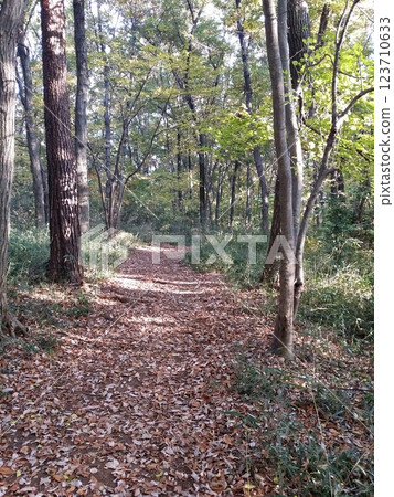 Road of fallen leaves Road of fallen leaves 123710633