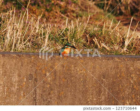 一隻翠鳥在堤防頂部捕食 123710644