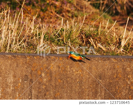 A kingfisher hunting for prey from the top of a dike A kingfisher hunting for prey from the top of a dike 123710645