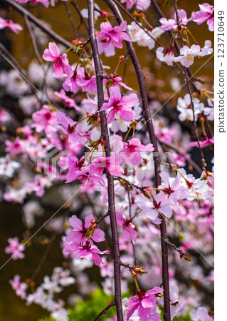 【京都風景】祗園白川櫻花綏爛 123710649