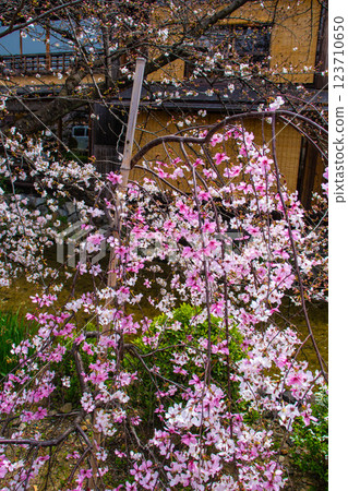 [Kyoto scenery] Gion Shirakawa cherry blossoms are gorgeous 123710650