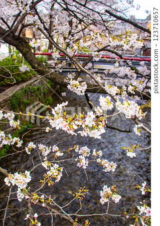 [Kyoto scenery] Gion Shirakawa cherry blossoms are gorgeous 123710657