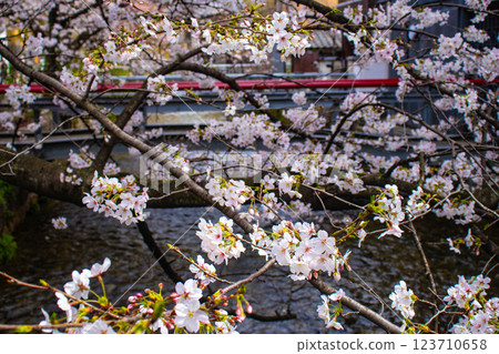【京都風景】祗園白川櫻花綏爛 123710658