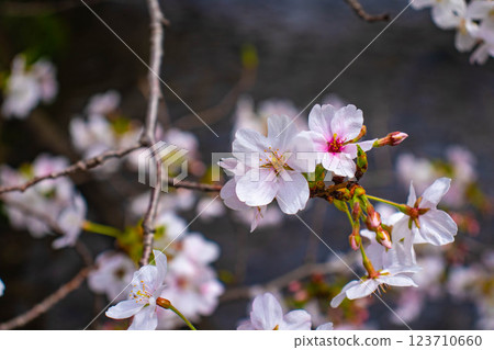 【京都風景】祗園白川櫻花綏爛 123710660