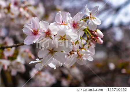 【京都風景】祗園白川櫻花綏爛 123710662