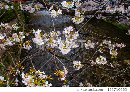 【京都風景】祗園白川櫻花綏爛 123710663