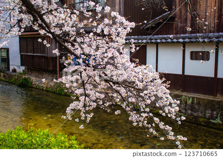 [Kyoto scenery] Gion Shirakawa cherry blossoms are gorgeous 123710665