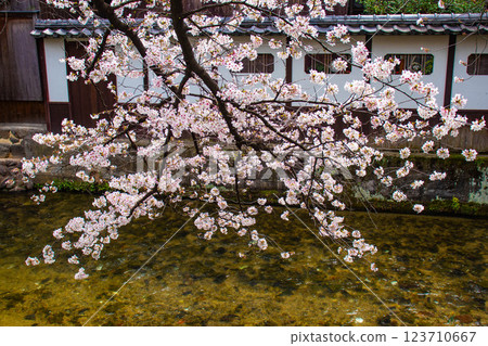 [Kyoto scenery] Gion Shirakawa cherry blossoms are gorgeous 123710667