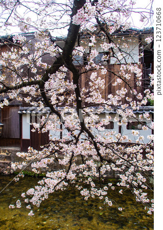 [Kyoto scenery] Gion Shirakawa cherry blossoms are gorgeous 123710668