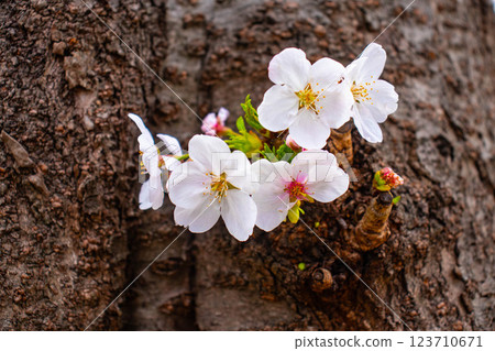 [Kyoto scenery] Gion Shirakawa cherry blossoms are gorgeous 123710671