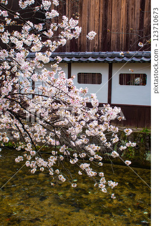 【京都風景】祗園白川櫻花綏爛 123710673