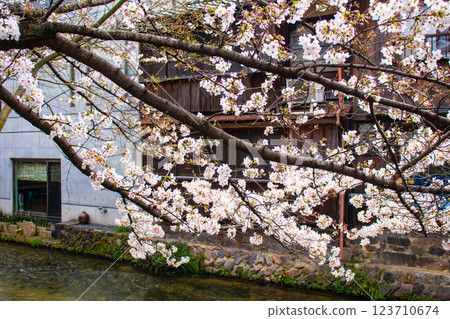 [Kyoto scenery] Gion Shirakawa cherry blossoms are gorgeous 123710674
