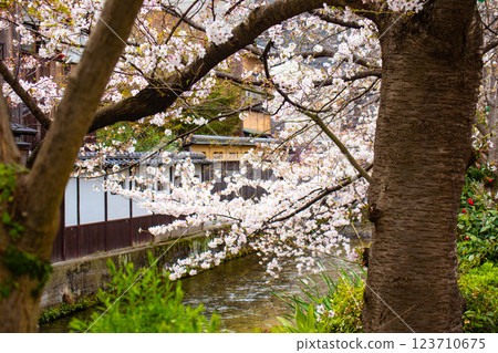 [Kyoto scenery] Gion Shirakawa cherry blossoms are gorgeous 123710675
