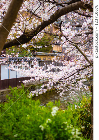 [Kyoto scenery] Gion Shirakawa cherry blossoms are gorgeous 123710676