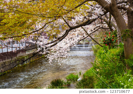【京都風景】祗園白川櫻花綏爛 123710677