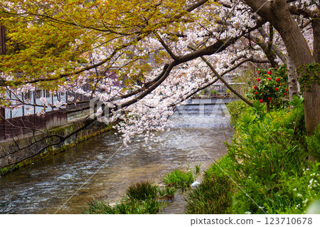 【京都風景】祗園白川櫻花綏爛 123710678