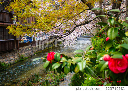 [Kyoto scenery] Gion Shirakawa cherry blossoms are gorgeous 123710681