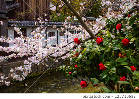 [Kyoto scenery] Gion Shirakawa cherry blossoms are gorgeous 123710682