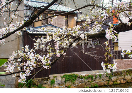 [Kyoto scenery] Gion Shirakawa cherry blossoms are gorgeous 123710692